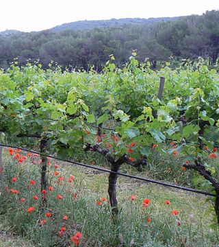 Château Bas: A Gem in Provence