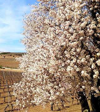 Finca Montepedroso Winery