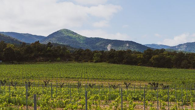 Ultimate Provence: A Wine Lover's Paradise