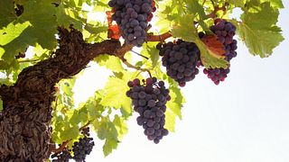 Daskalaki Irini Silva Wines