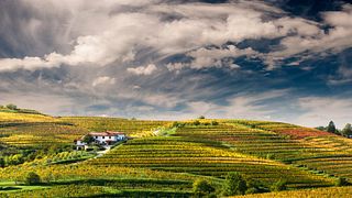 Dégustation de vins et visite de la cave Zalatel
