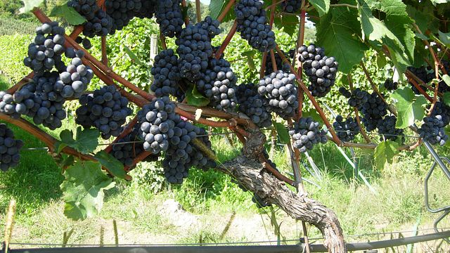 Passeio pelos vinhedos e degustação de vinhos com uma refeição típica tirolesa junto com a degustação | Weingut Plonerhof - St. Magdalena