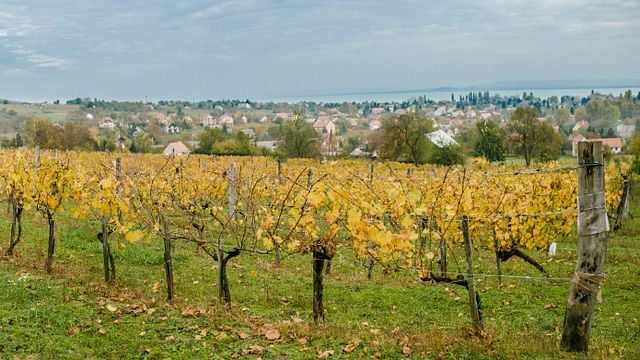 Cata de vinos en Bodega Renata