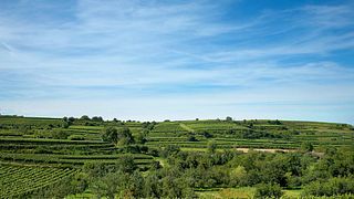 Baden's Organic Wine Journey at Trautwein