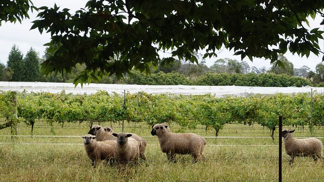 Degustação de vinhos e tour no Tractorless Vineyard