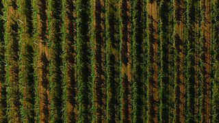 Weinprobe und Spaziergang durch die faszinierenden Weinberge im Weingut La Piana - 6 Weine