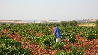 La Bodega De Las Estrellas