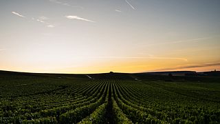 Degustazione di Scoperta della Tenuta
