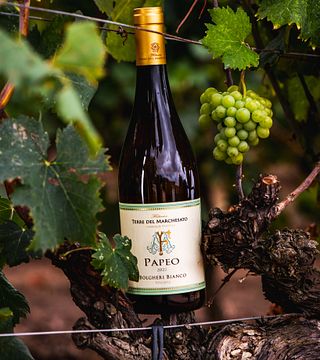 Terre Del Marchesato - Bolgheri