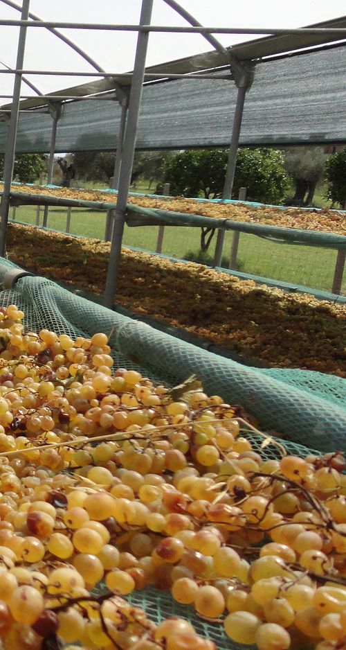 Dessert wine - Tenuta Dioscuri