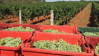 Cata de vinos y visita guiada en Domaine Koquelicot