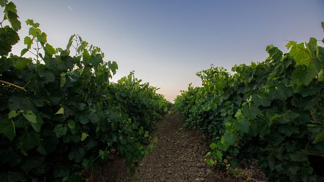 Degustazione e tour di vini a Borgo Turrito