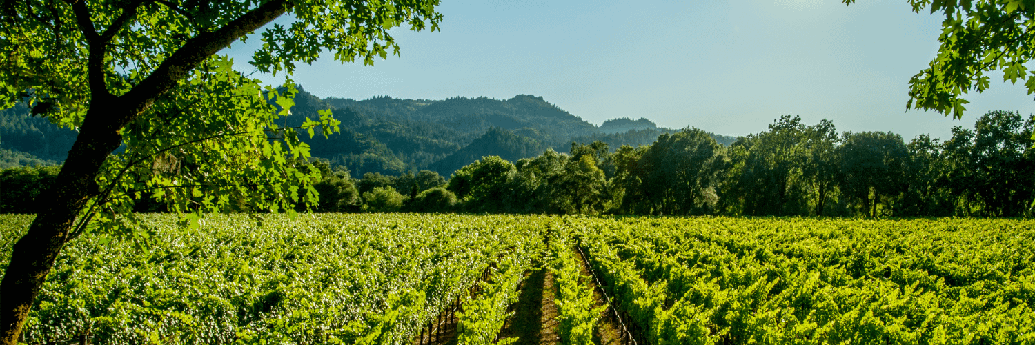 Napa