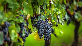 Saint Emilion halvdags vintur från Bordeaux