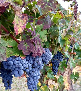 Catalan Caves & Vines: A Penedès Wine Journey