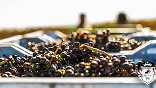 Degustação de vinhos populares e tour durante a temporada de vindima no Barone Sergio