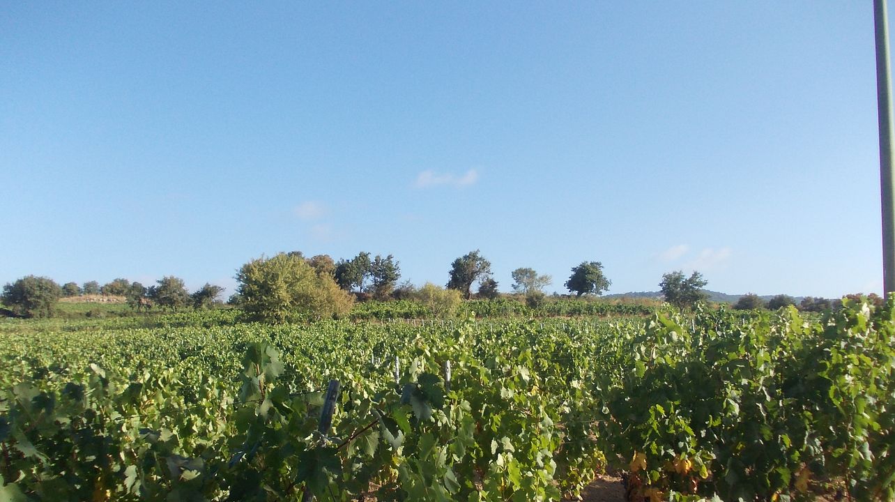 Cantina del Mandrolisai