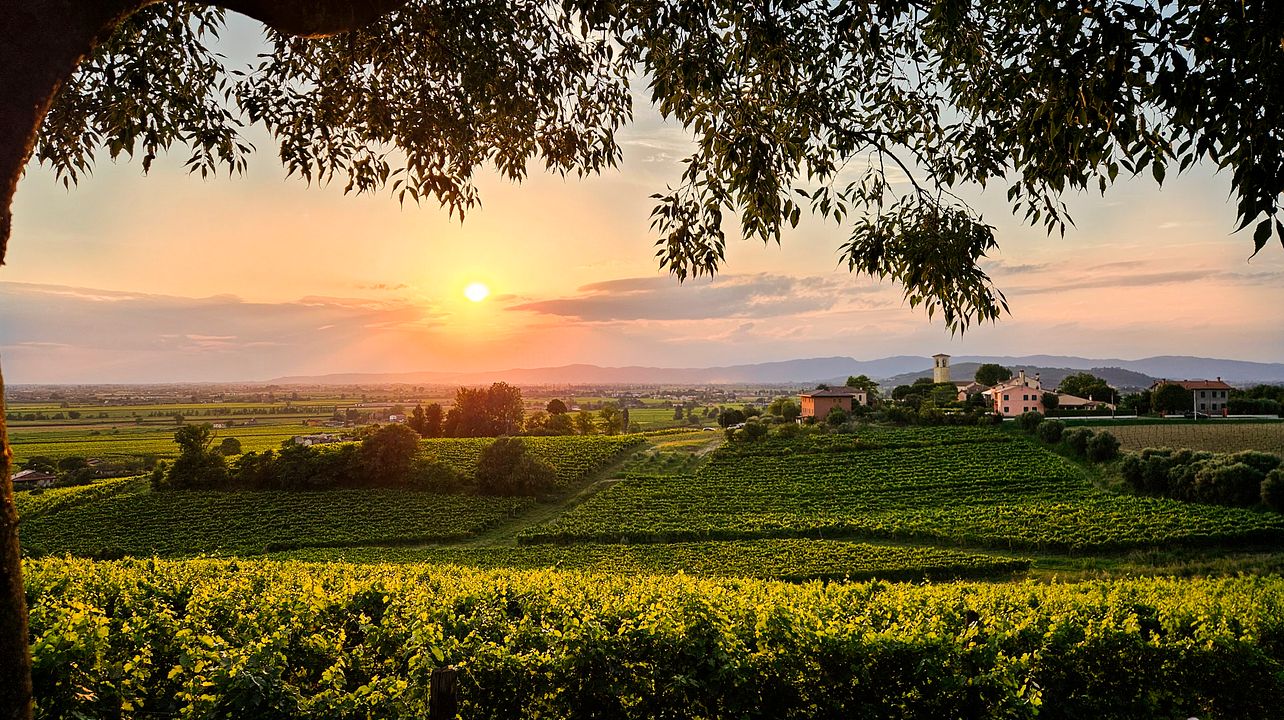Vigna Ròda