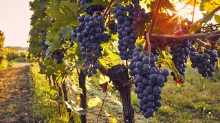 Tour di degustazione di vini a Kusadasi dal porto