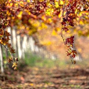 Un soggiorno alla Cantina Colutta