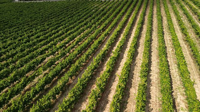 Tábua de Queijos Degustação de Vinhos na Sapateiro Boutique Winery