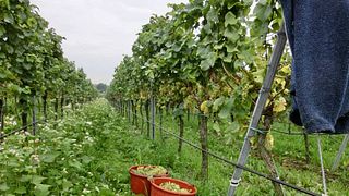 Cata de vinos y visita guiada en Weingut Reinhardt