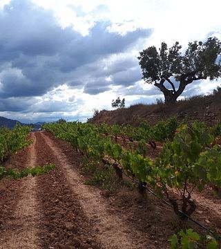 Celler Coma D'en Bonet Winery