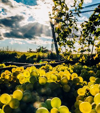 Vineyard Hike & Wine Tasting in Lower Austria