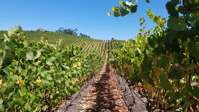 Karah Estate Vineyard