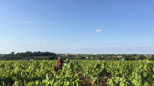 Domaine du Grand Mouton