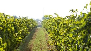 Taste Wines from Sicily’s Most Prestigious Wine Region