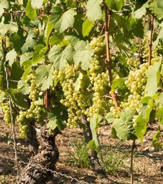 Weingut Meier Schmidt