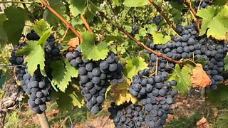 Vineyard Wagon & Wine Tour in Württemberg