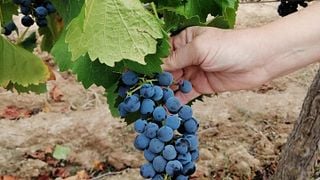 Dégustation de vins et visite chez Tandem