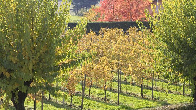 Visita al museo y cata de vinos en Ricci Curbastro