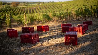 Marchese Adorno Winery