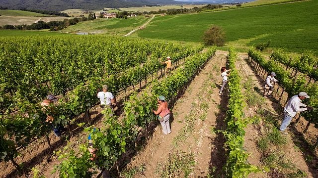 Storia Arte E Vino Fattoria Del colle 