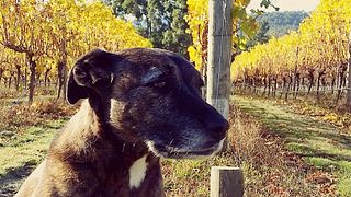 Winter Brook Vineyard