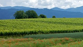 Cata de vinos y visita guiada en Weingut Zähringer