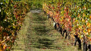 Descubra Langhe