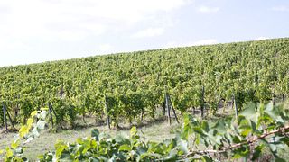 Tour + Degustazione 4 Vini, Formaggi & mini Bruschette a Terre di Perseto nel Chianti Classico 