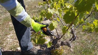 Degustazione e tour presso Tenute Soletta