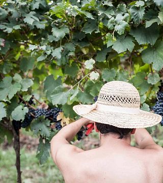 Wine Tasting and Tour at Bugno Martino Winery