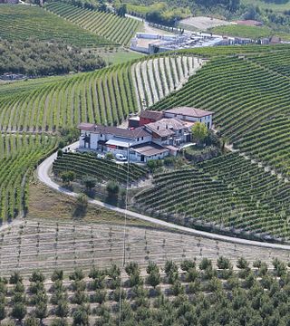 Cata de vinos y visita a la bodega en Azienda Agricola Pasquale Pelissero Di Pelissero Ornella