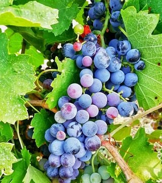 Picknick im Weinberg mit Kellerbesichtigung in der Cantina il Passo