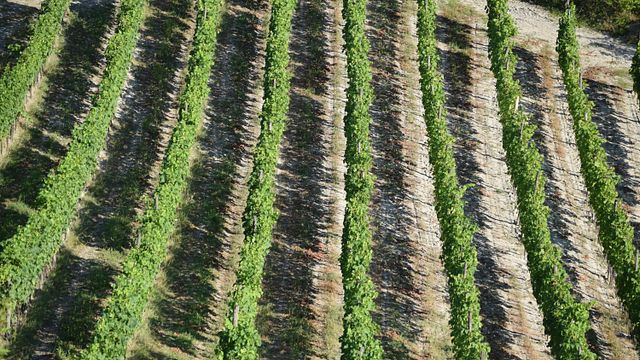Sample Gavi Wines with a Guided Cellar Tour