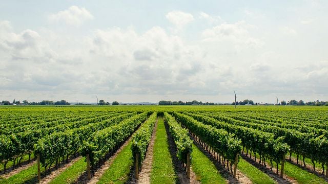 Perlage Rheingau