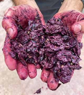 Puglia's Finest: Sacco Vignaioli Wine & Tales