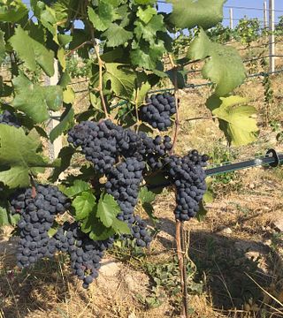 Weinprobe im Weingut Vayk