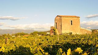 Frascati Wine Cellar